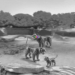 Playmobil 6645 - Tigrisek és a kis tigriskölyök
